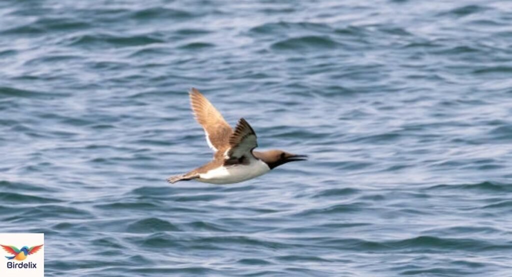 Xantus’s Murrelet
