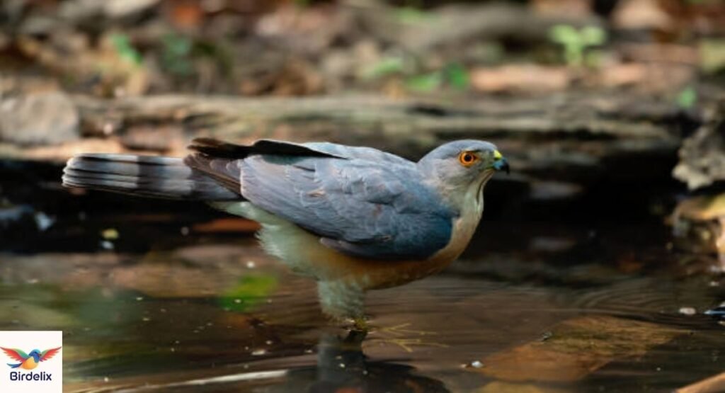 Xavante Sparrowhawk
