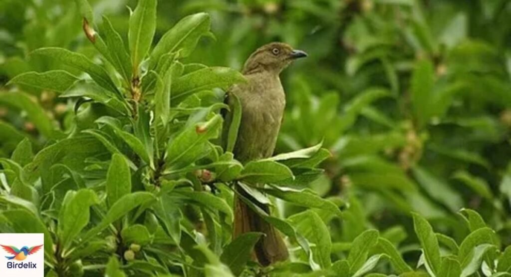 Xavier’s Greenbul