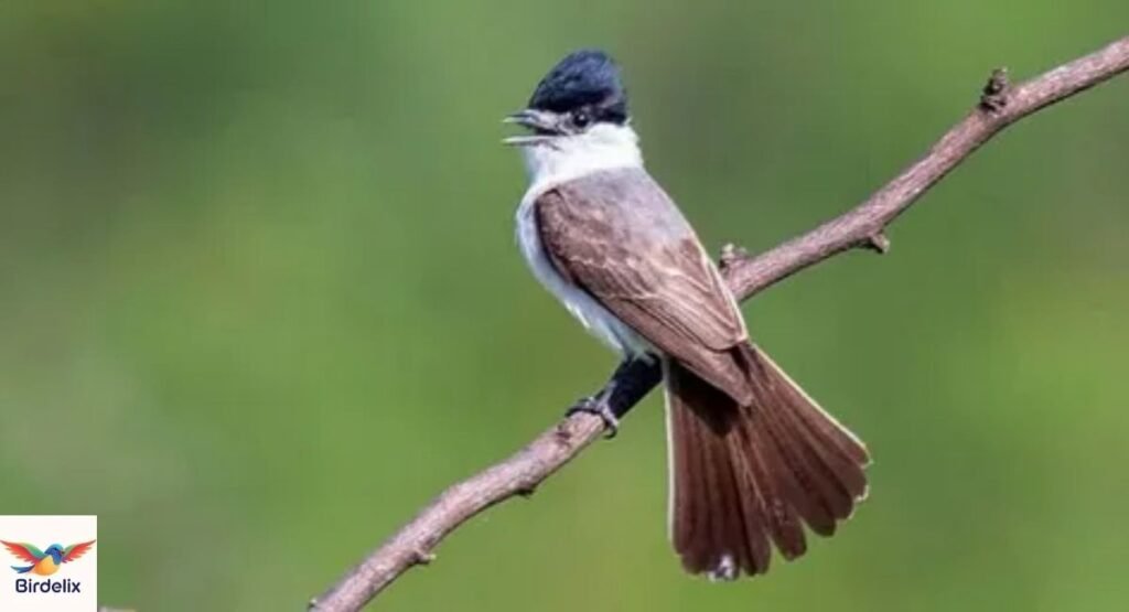 Xenopsaris Albinucha