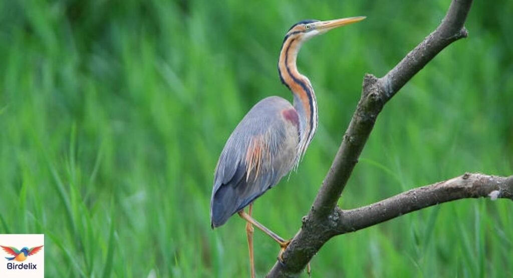Xingu Heron