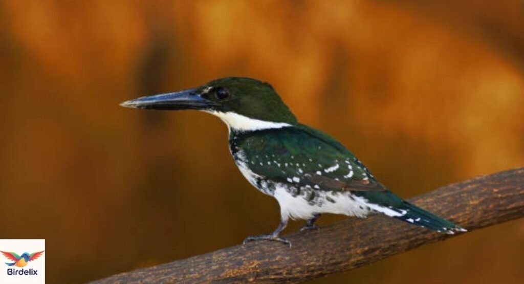 Xingu Kingfisher