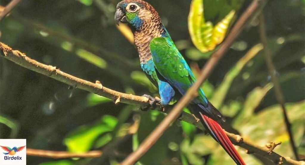 Xingu Parakeet