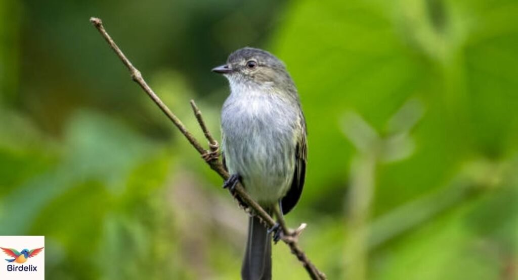 Xingu River Tyrannulet 