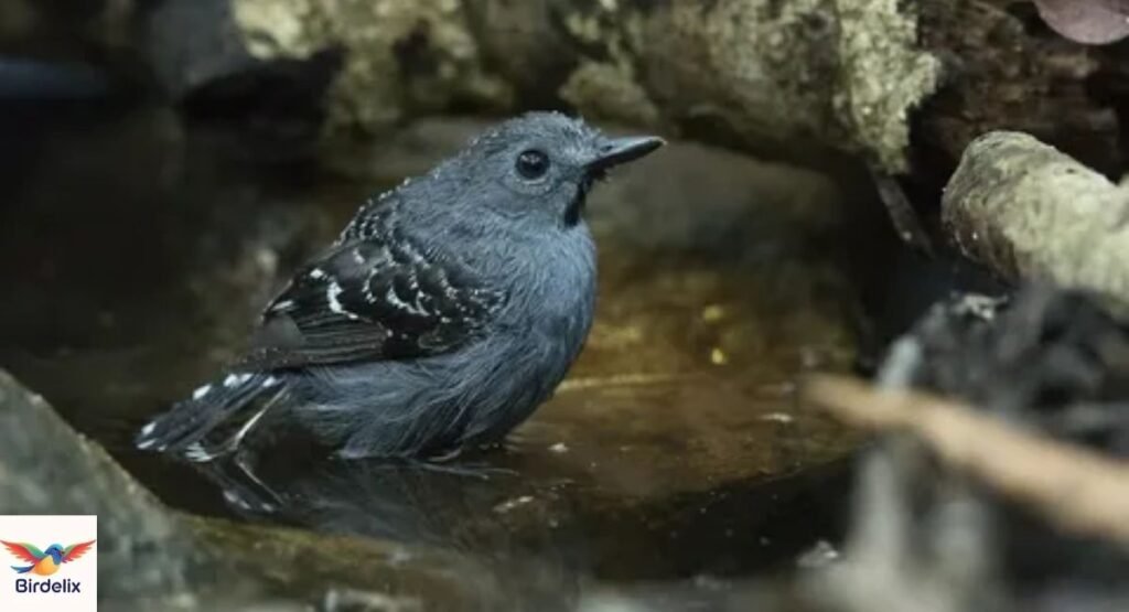 Xingu Scale-backed Antbird
