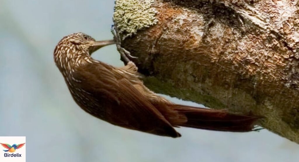 Xingu Woodcreeper