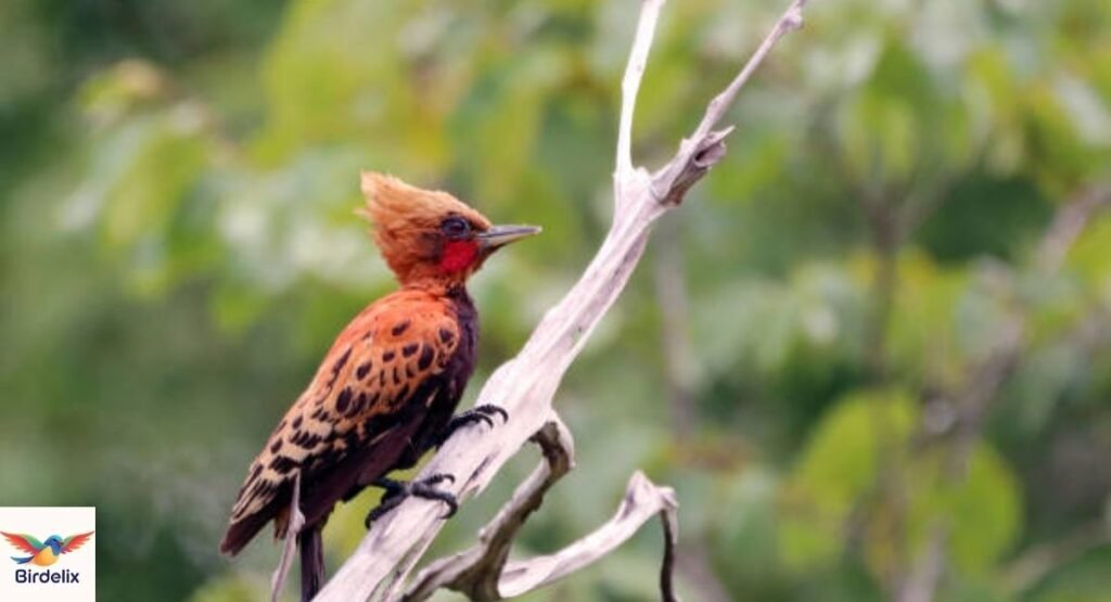 Xingu Woodpecker