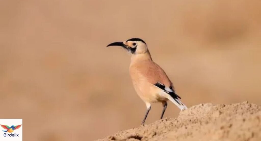  Xinjiang Ground-Jay