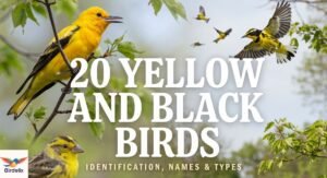 20 Yellow and Black Birds: Identification, Names & Types