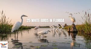 25 White Birds in Florida: Big, Small & Long-Beaked Species