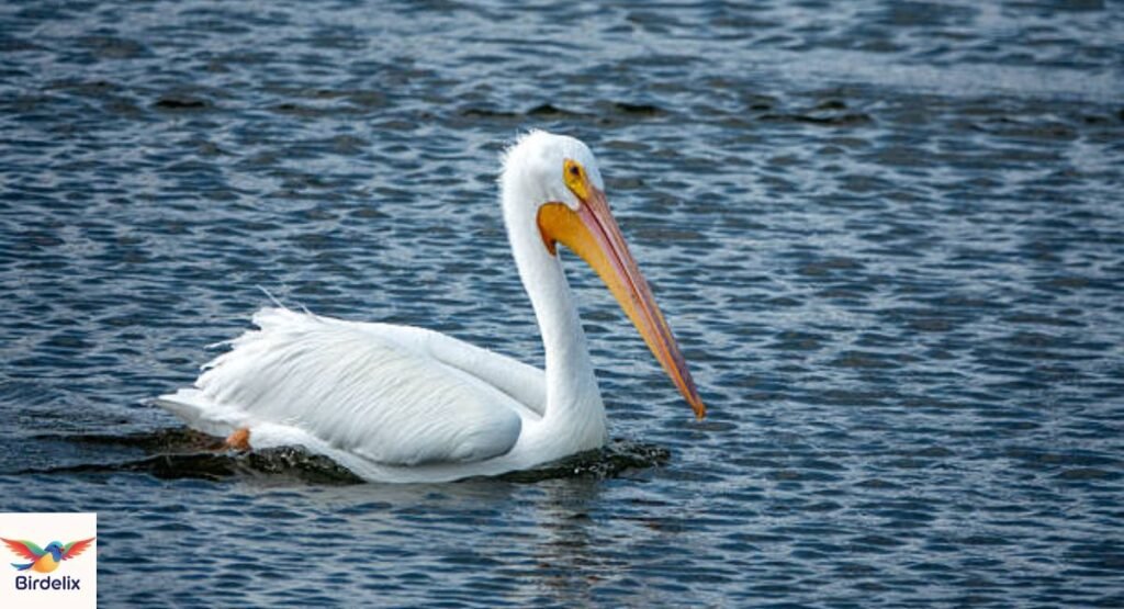 American White Pelican