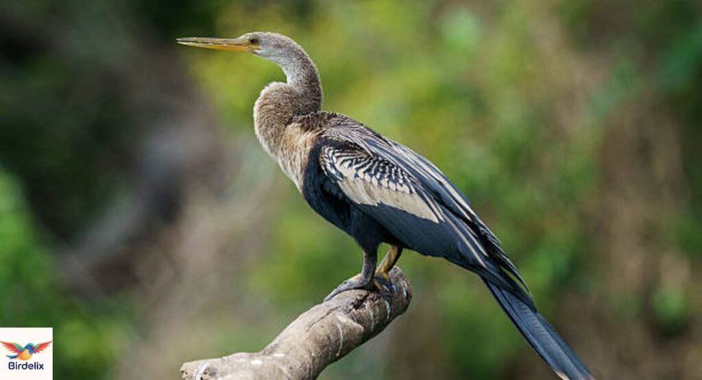 Anhinga