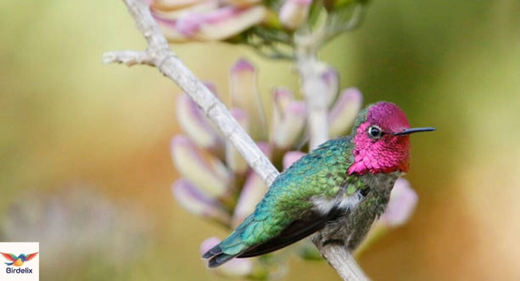 Anna’s Hummingbird