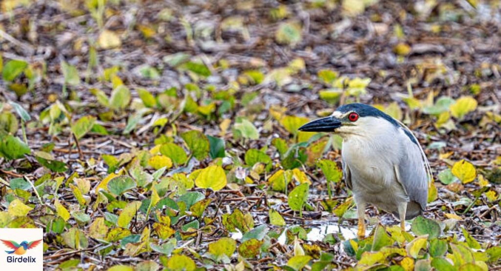 Black-Crowned Night Heron