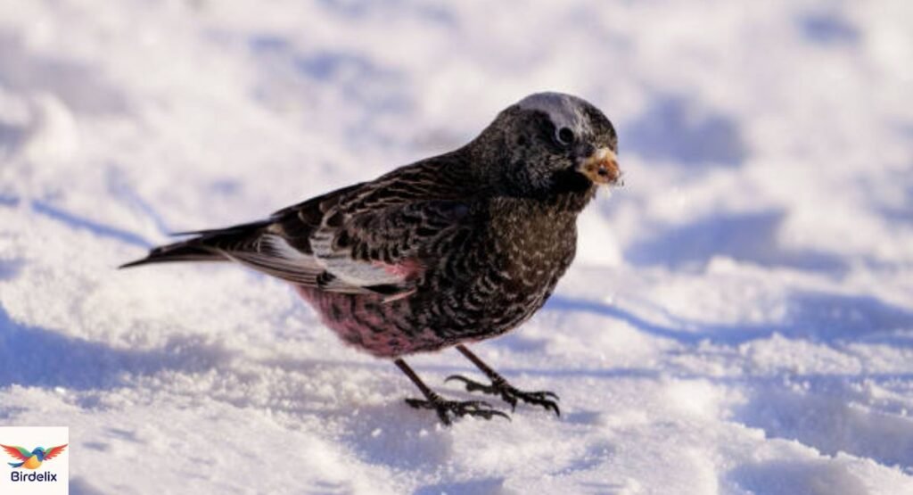 Black Rosy-Finch