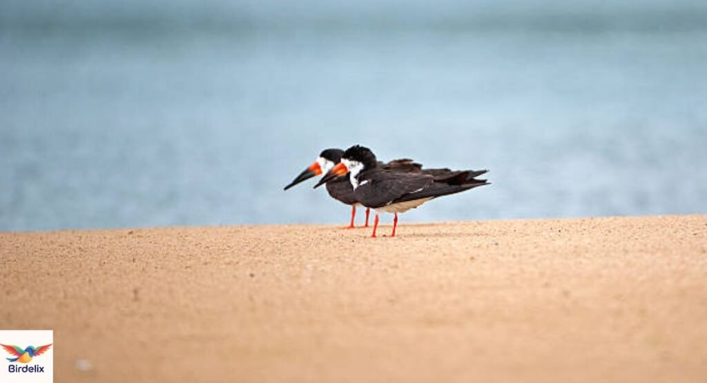 Black Skimmer