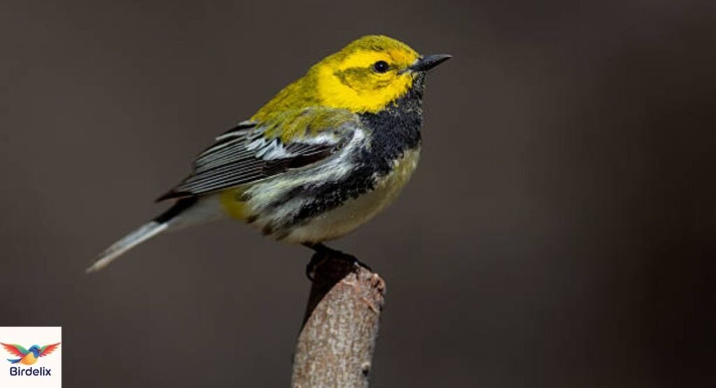 Black-throated Green Warbler