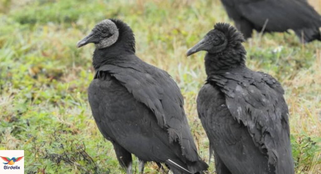 Black Vulture