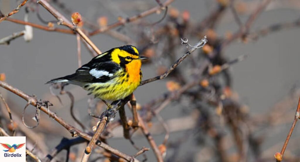 Blackburnian Warbler