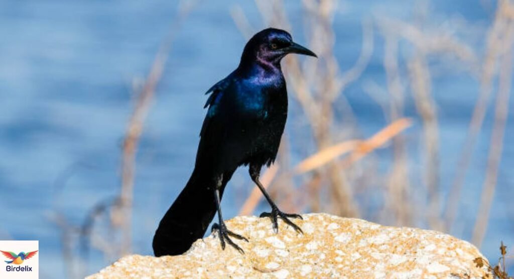 Boat-tailed Grackle