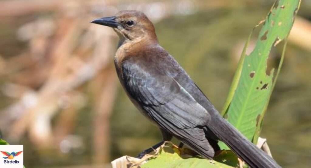 Boat-tailed Grackle Female