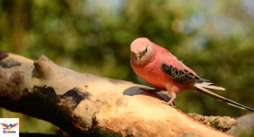 Bourke’s Parakeet