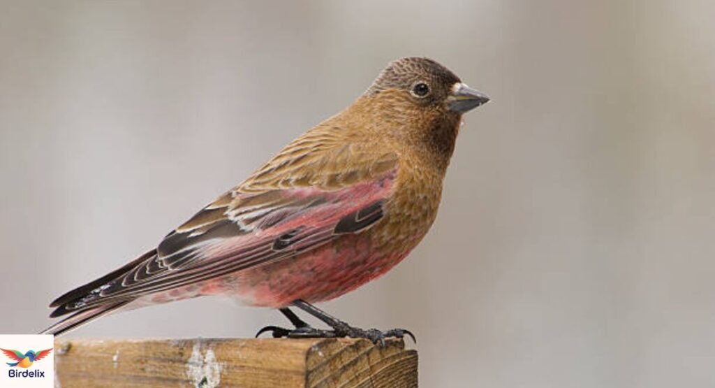 Brown-capped Rosy-Finch