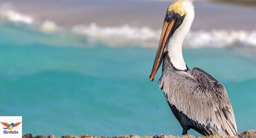 Brown Pelican