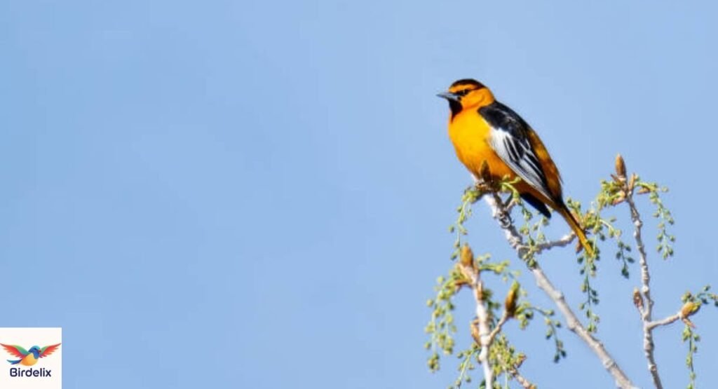 Bullock’s Oriole