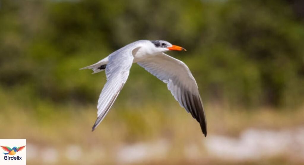 Caspian Tern