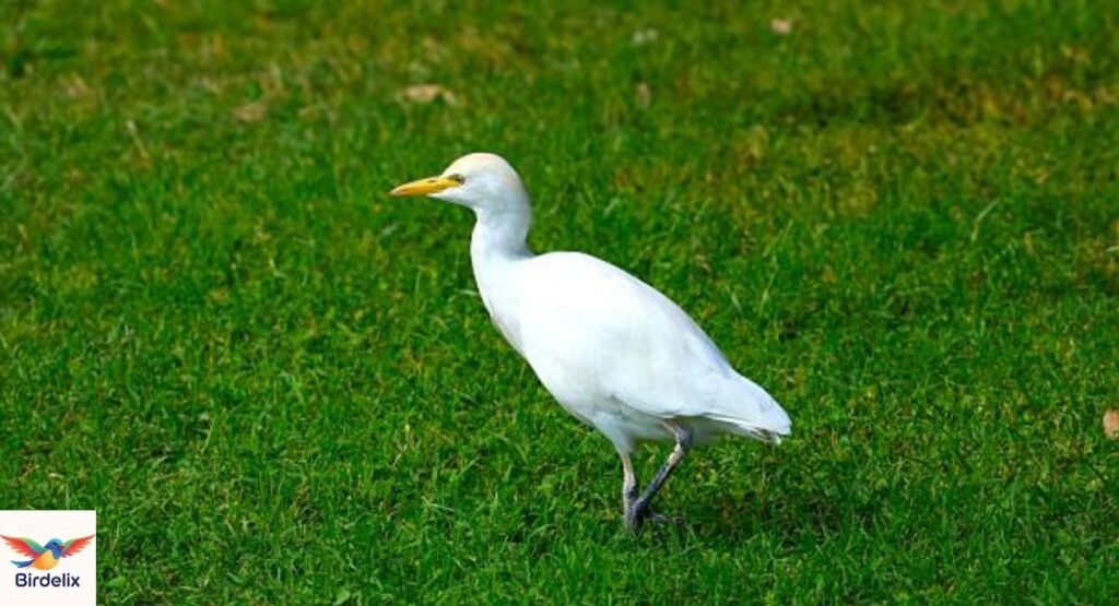 Cattle Egret