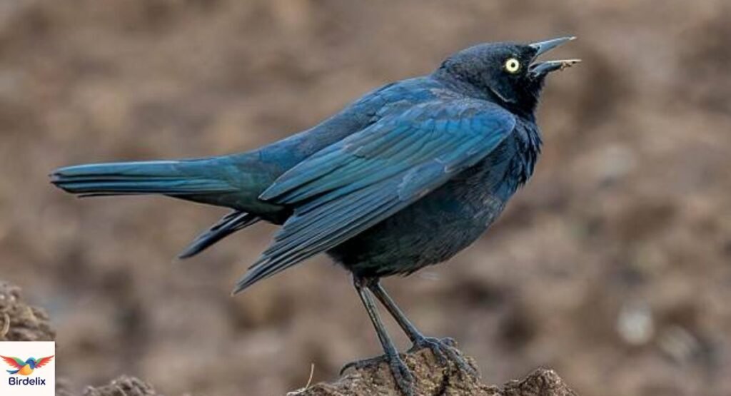 Common Grackle