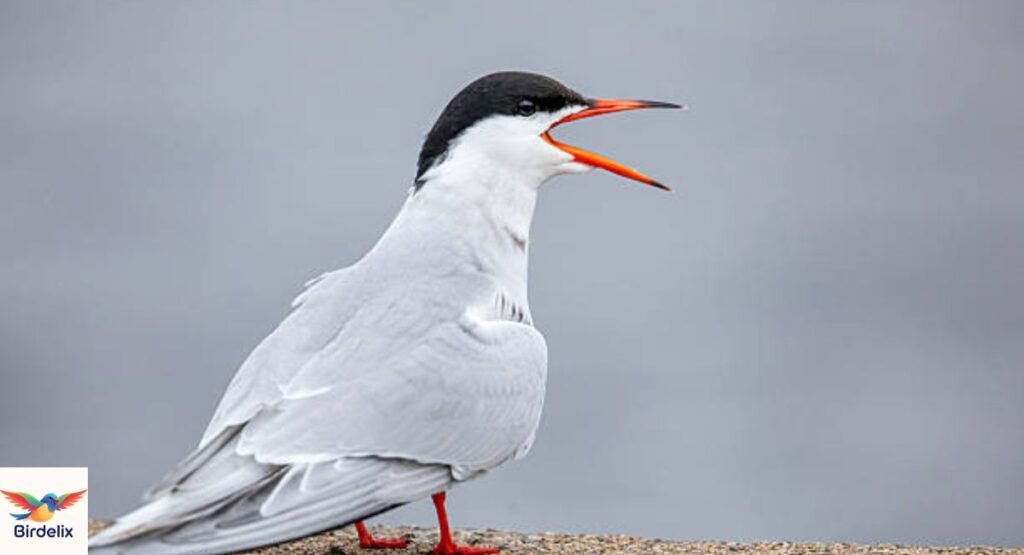 Common Tern