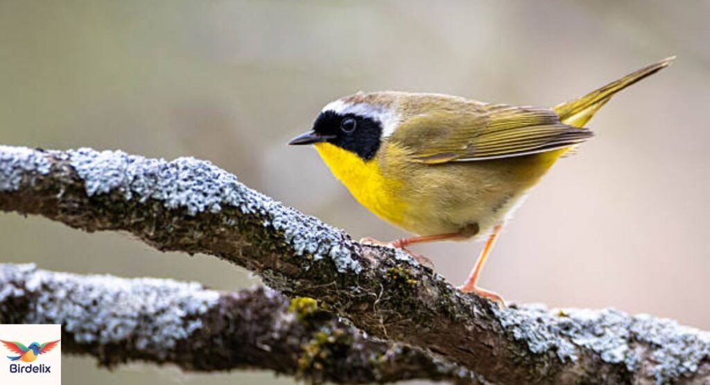 Common Yellowthroat
