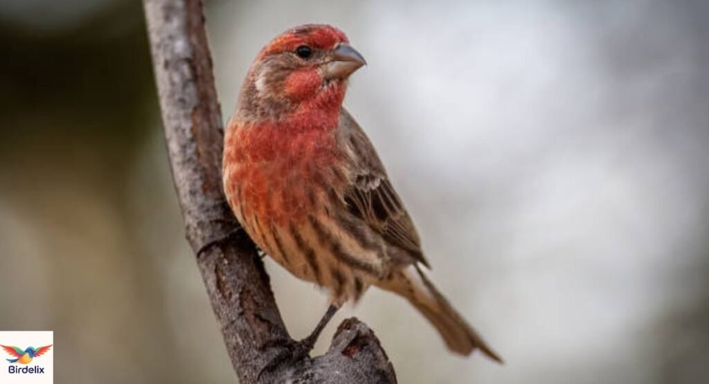Crimson Finch