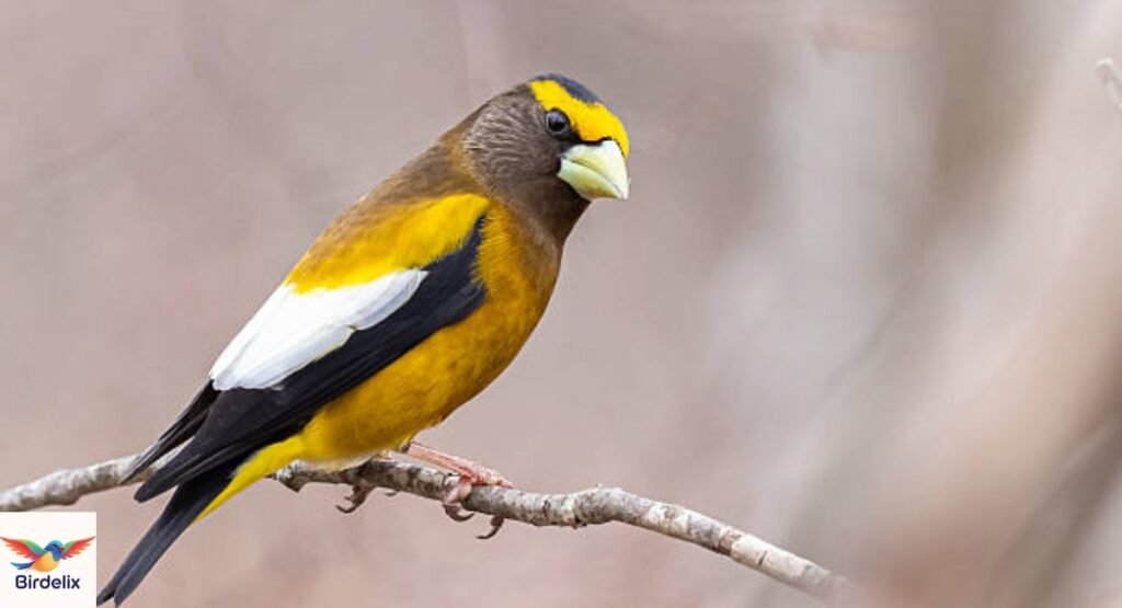Evening Grosbeak