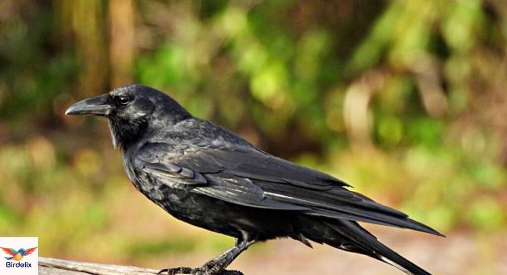 Fish Crow