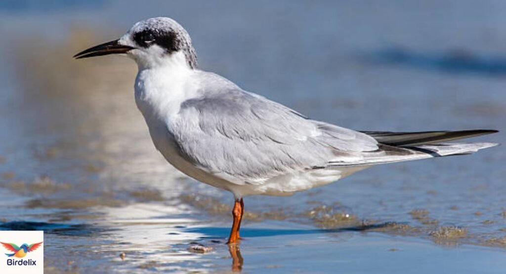 Forster's Tern