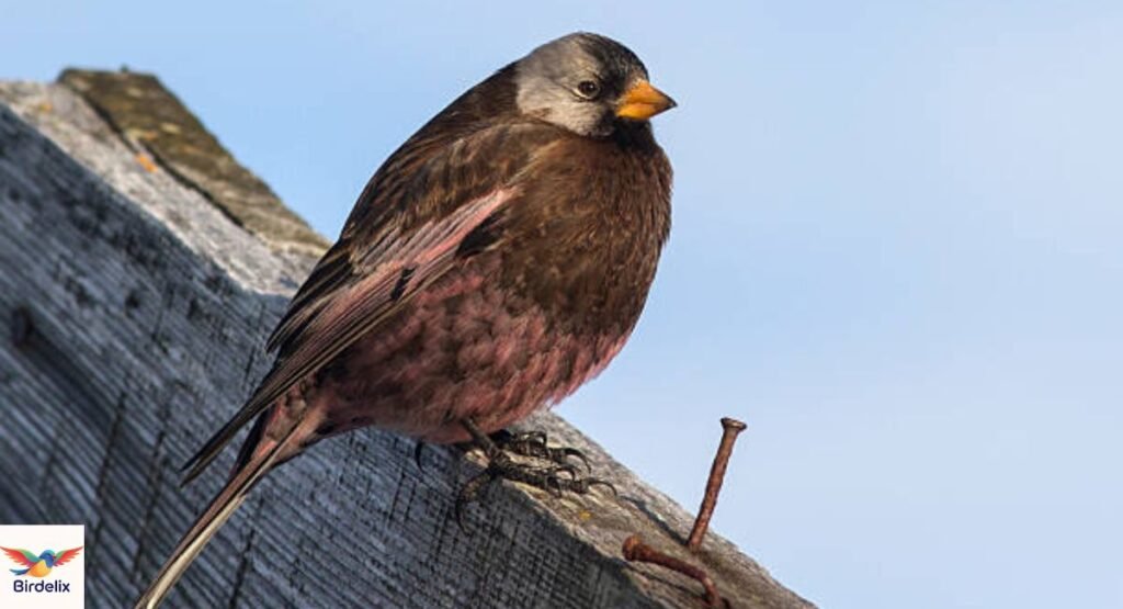Gray-crowned Rosy-Finch