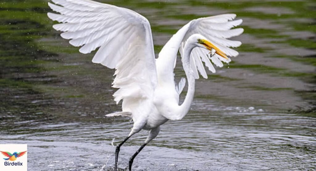 Great White Egret