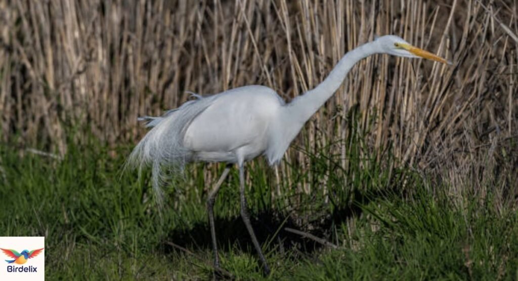 Great White Heron