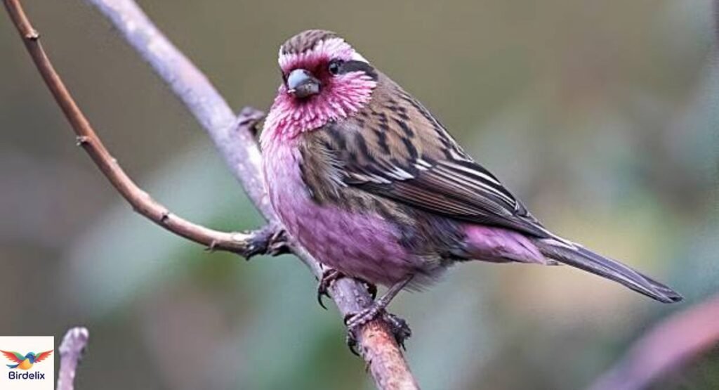 Himalayan White-browed Rosefinch