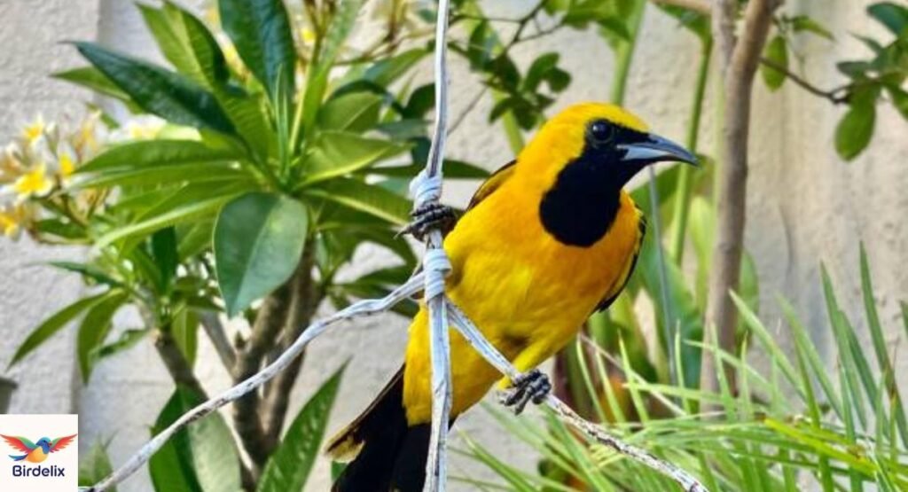 Hooded Oriole