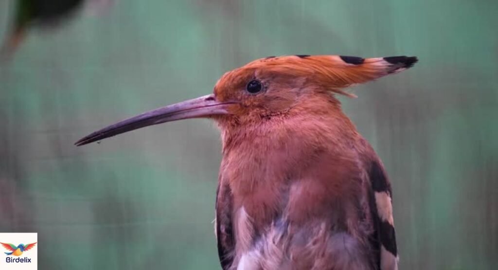 Hoopoe