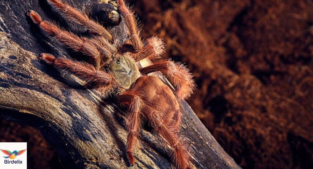 Is the Salmon Pink Bird a Bird-Eating Spider?