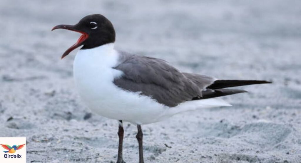 Laughing Gull