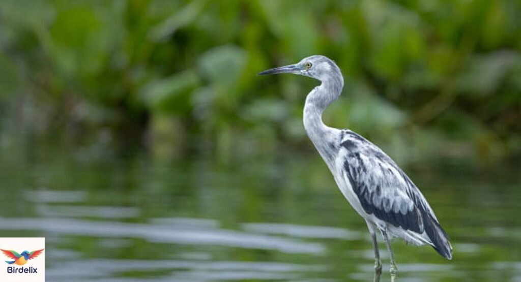 Little Blue Heron