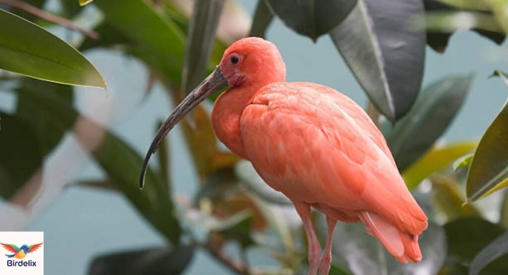 Long Down-Curved Bill and Spoon-Shaped Tip