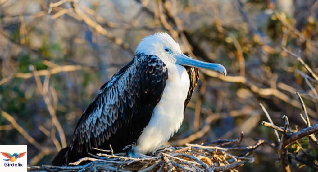 Magnificent Frigatebird