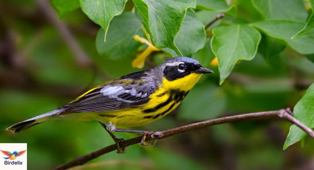 Magnolia Warbler